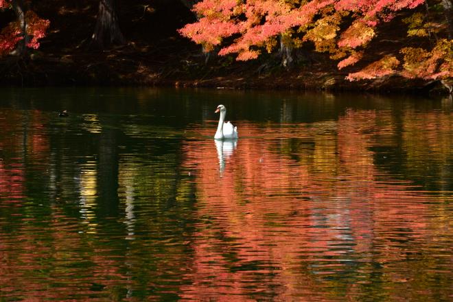 トリミングしてみました