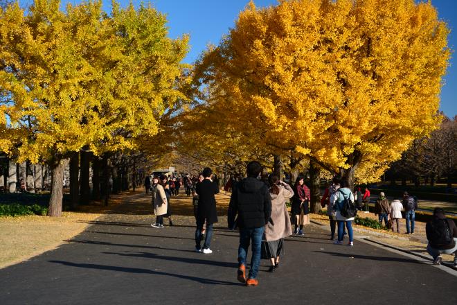 カナール広場のイチョウ並木