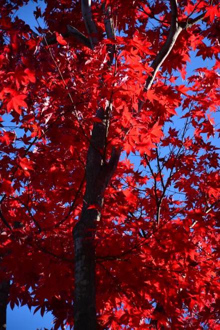 観楓亭前の紅葉