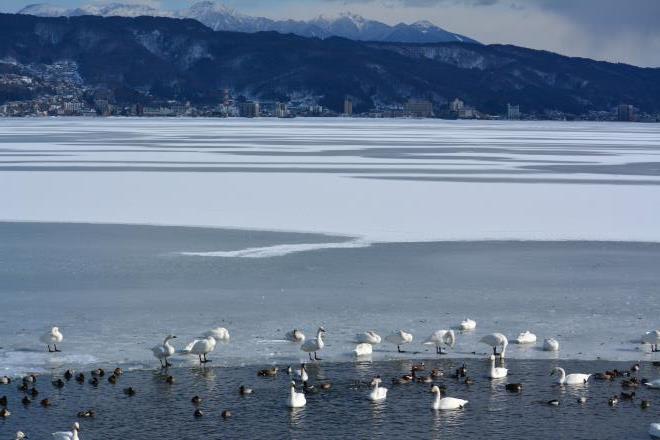 白鳥の飛来地