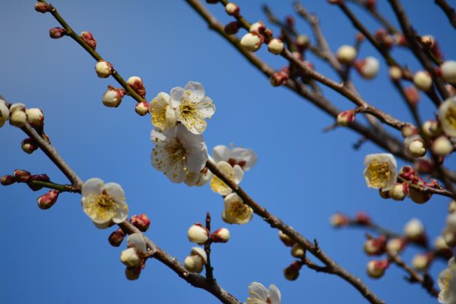 春の香り