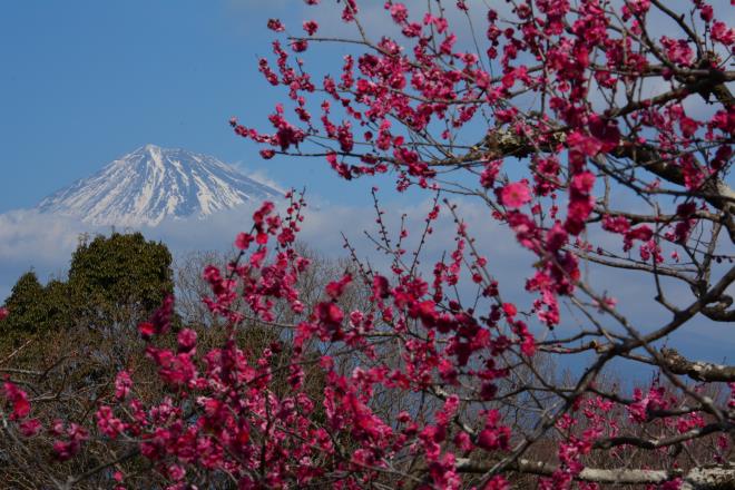 紅梅と富士