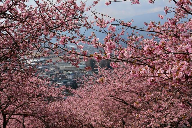 桜の覗き窓