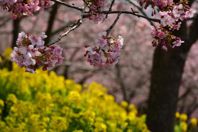 桜提灯