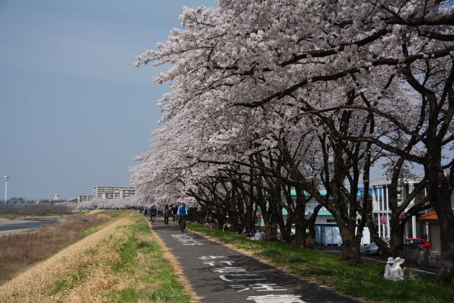 睦橋上流の桜並木