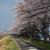 睦橋上流の桜並木