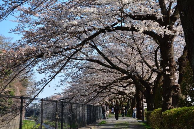 残堀川沿いの遊歩道