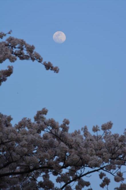 ウサギさんも月からお花見