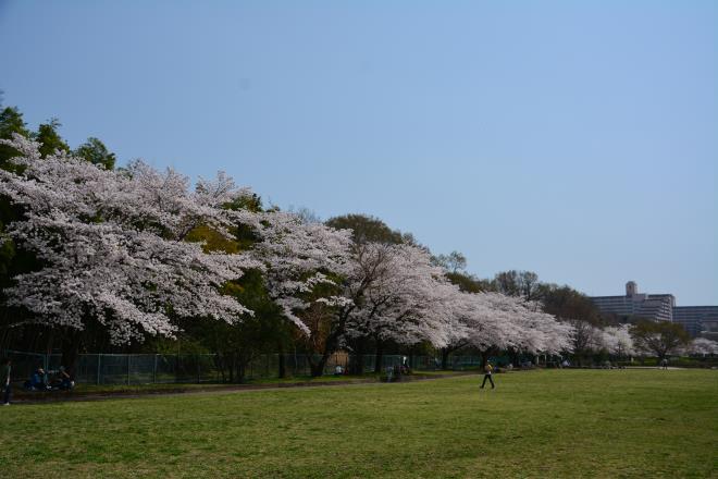 多摩川緑地福生南公園