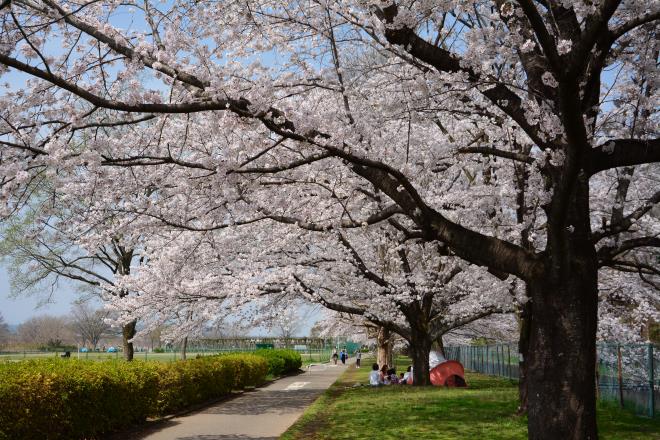 多摩川緑地福生南公園4