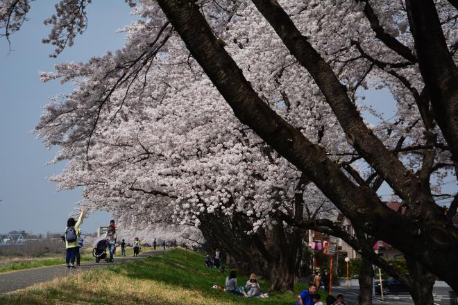 睦橋上流の桜並木2