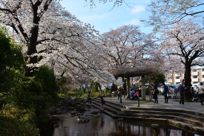 根川遊歩道5　柴崎体育館前