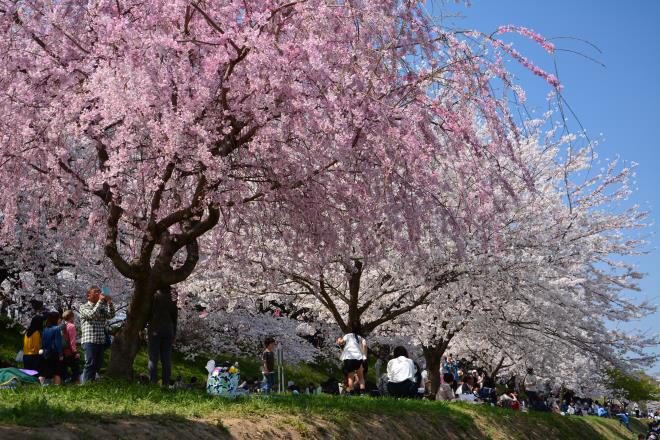 枝垂れ桜