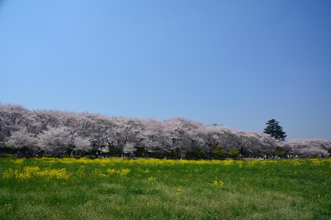 桜は満開に