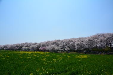 菜の花は遅刻です