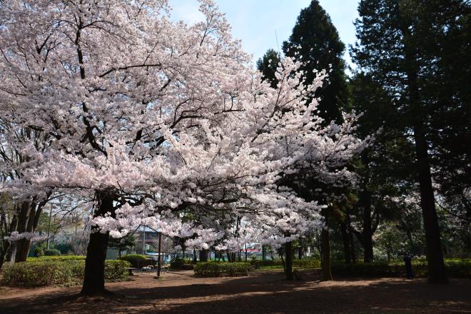 淵野辺公園　樹林広場