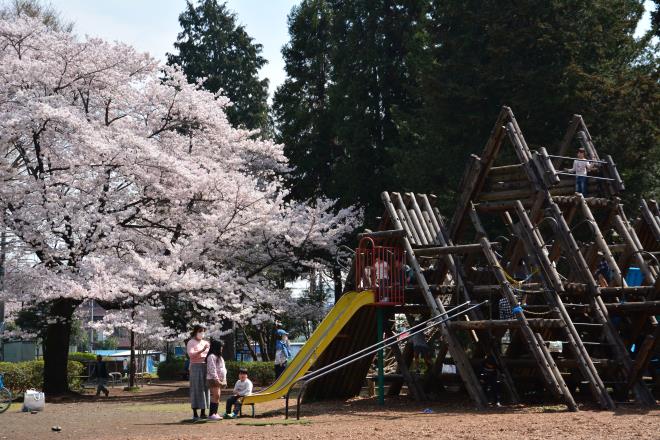 桜に護られるように