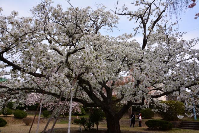 大島桜