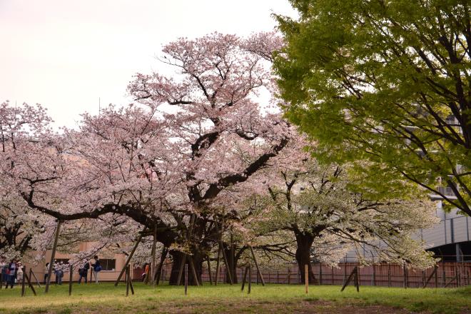 百年桜