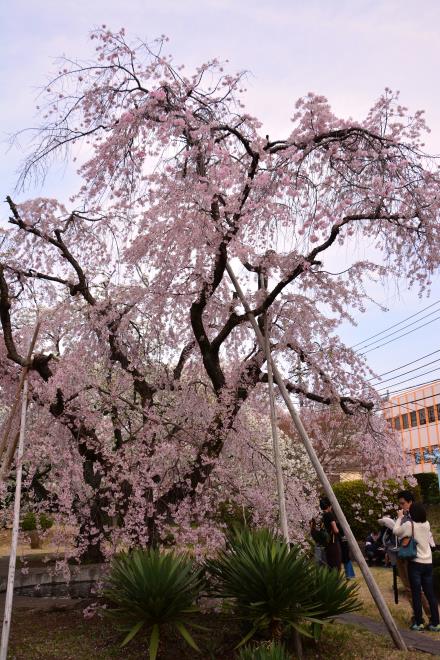 フランス庭園の枝垂れ桜
