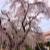 フランス庭園の枝垂れ桜