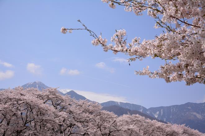 眞原の桜並木