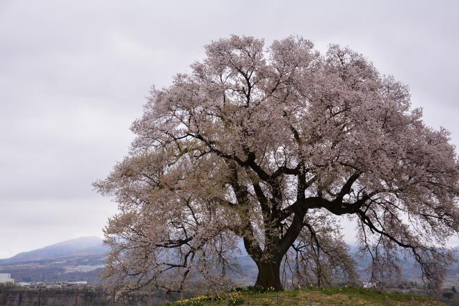 わに塚の桜