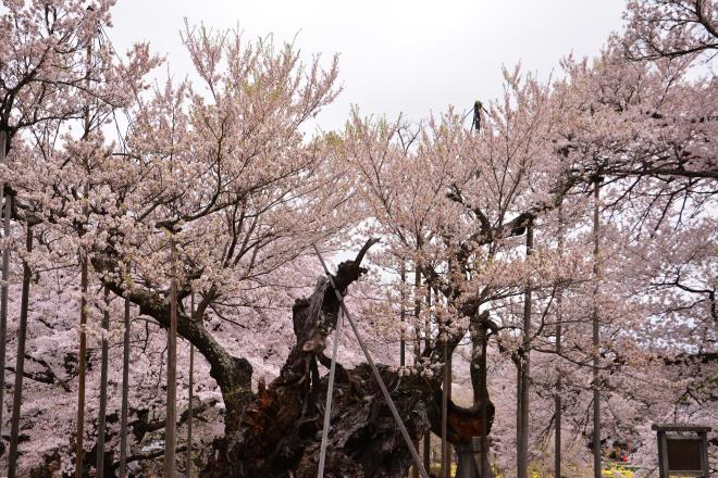 山高神代桜