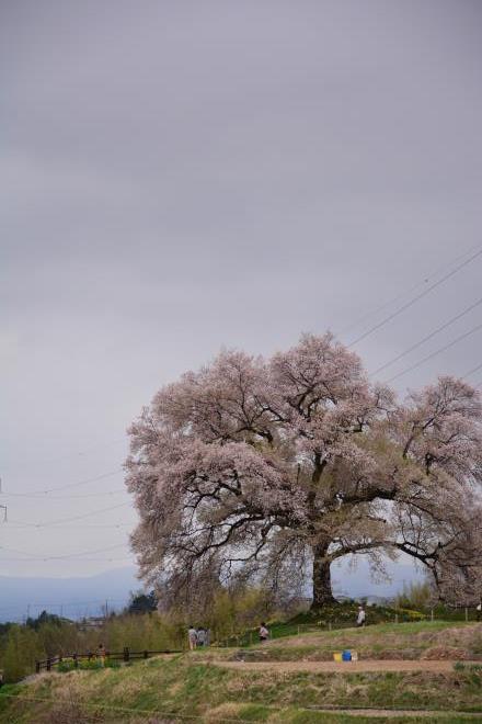 わに塚の桜２