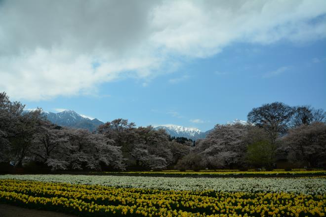 南アルプスと桜