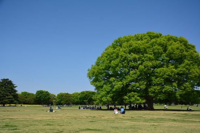 木陰で