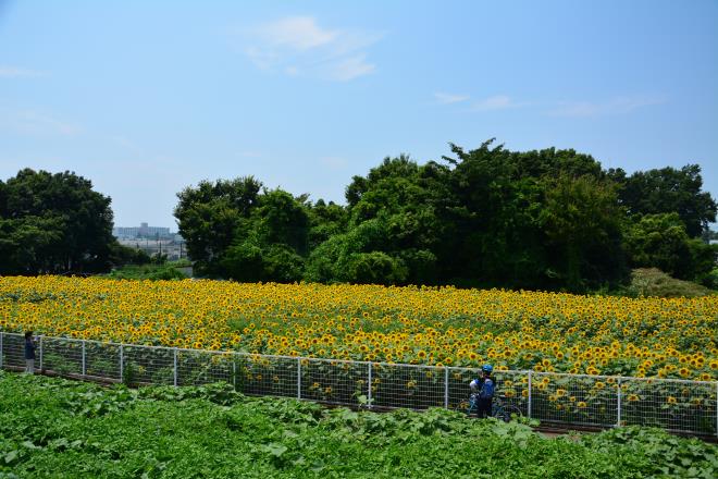 座間ひまわり祭り会場（栗原）