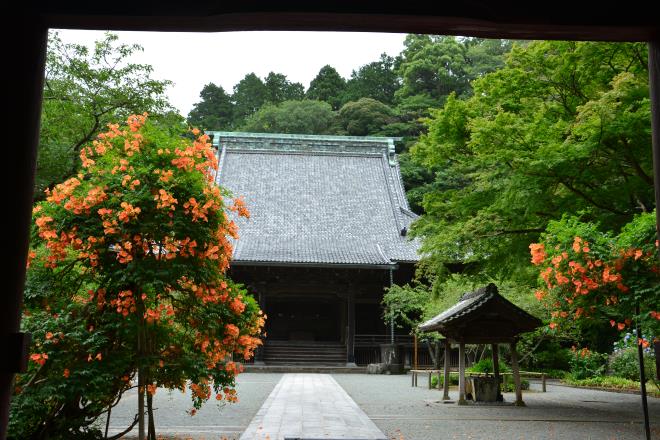 妙本寺のノウゼンカズラ