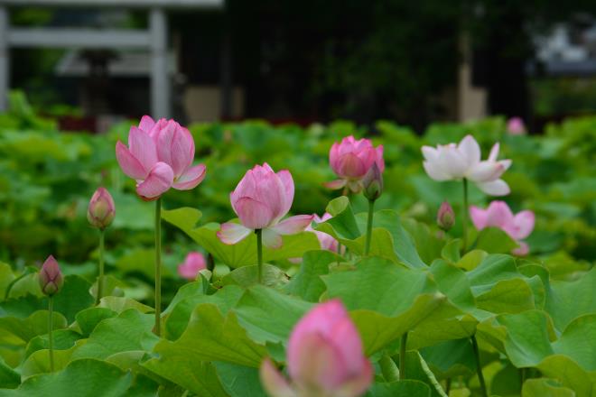 小山田神社