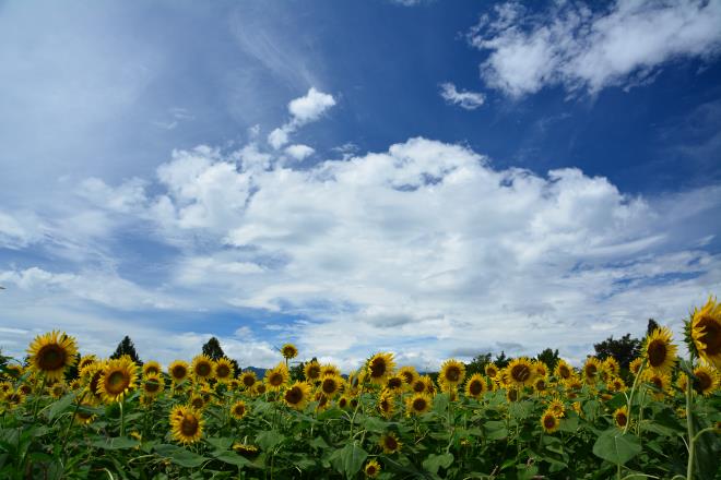 夏の空