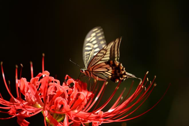 アゲハ蝶とヒガンバナ