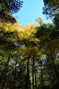 苔の森も紅葉しています