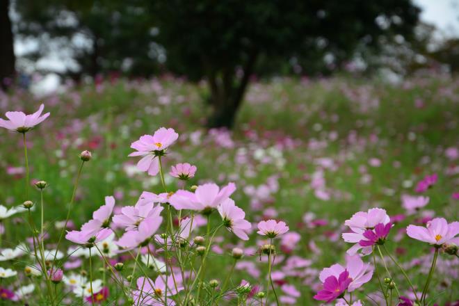 花の丘はほぼ満開