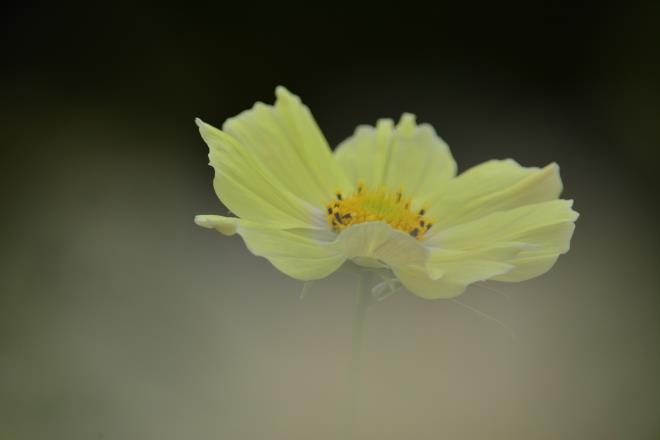 西の花畑　イエローキャンパス