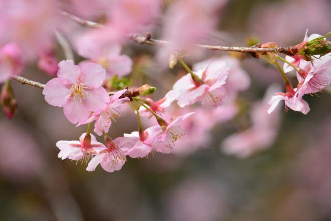 河津桜＠神代植物公園