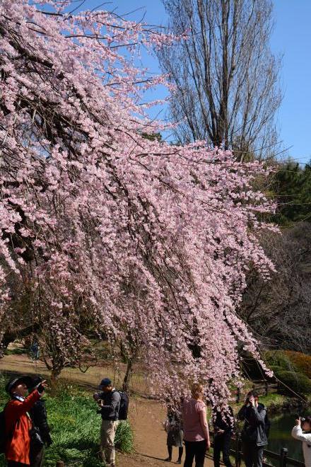 枝垂れ桜