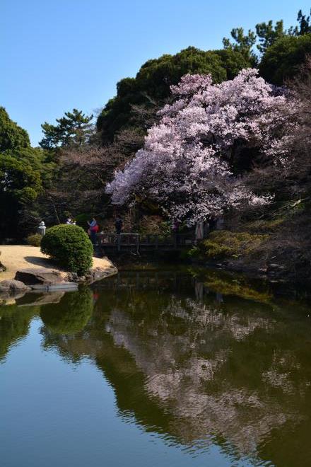 高遠小彼岸桜