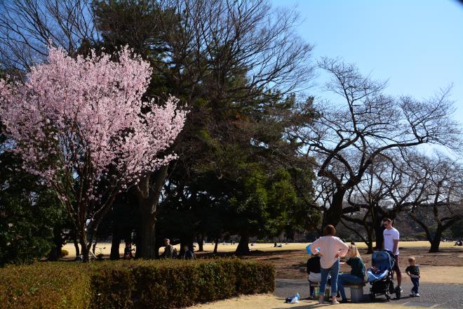 お花見は日本人だけじゃないよ