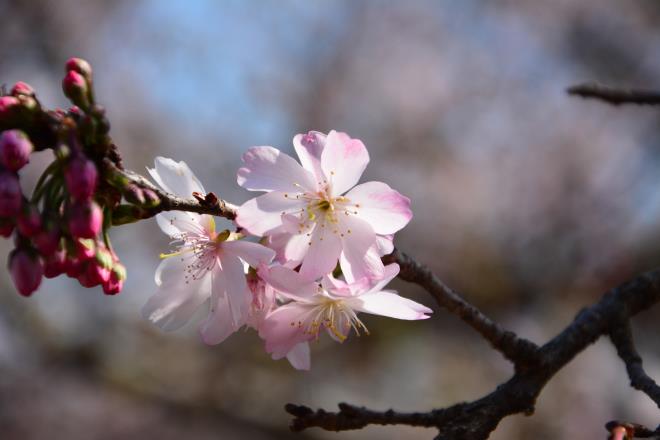 春の妖精（十月桜）