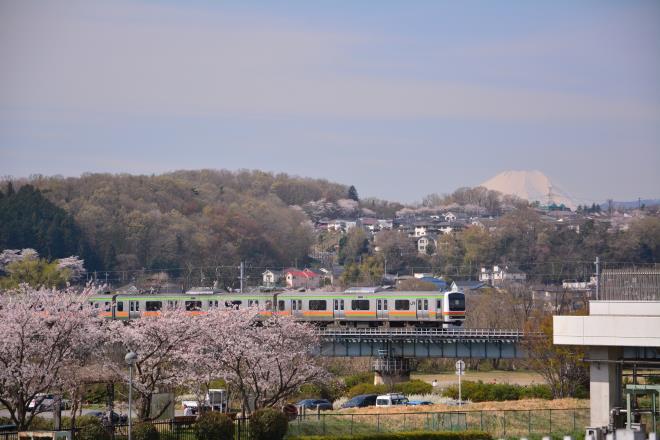 八高線と桜並木