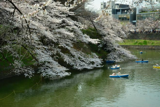 千鳥ヶ淵