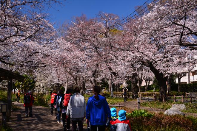 根川緑道の桜並木