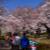 根川緑道の桜並木