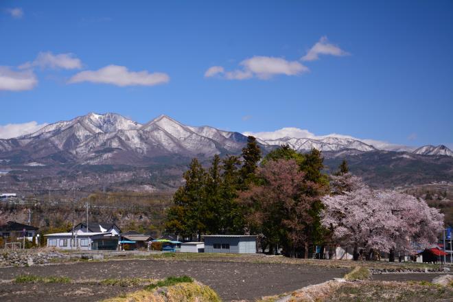 ニセ八