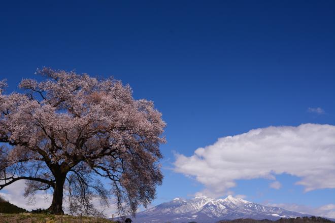 わに塚の桜と八ヶ岳